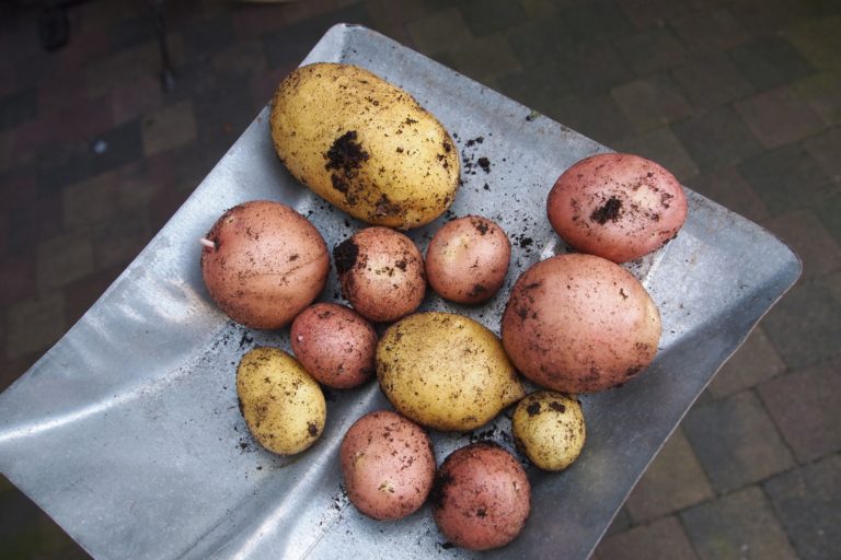 How to make perfect roast potatoes – Passionately Keren
